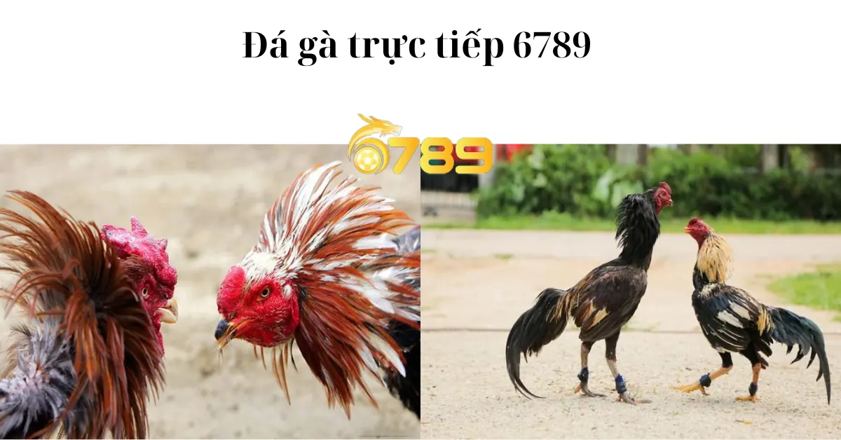 Đá gà 6789 trực tiếp: Trang đá gà uy tín, đa dạng nhất